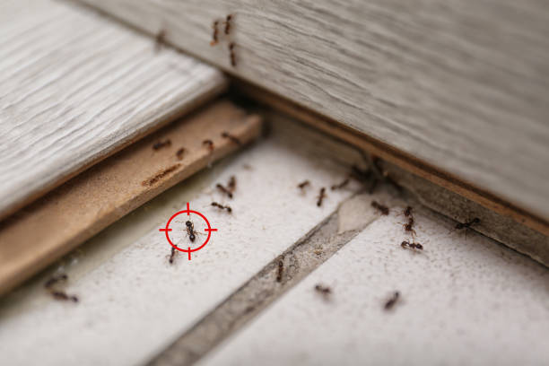 Pest Control Cost in Brightwaters, NY